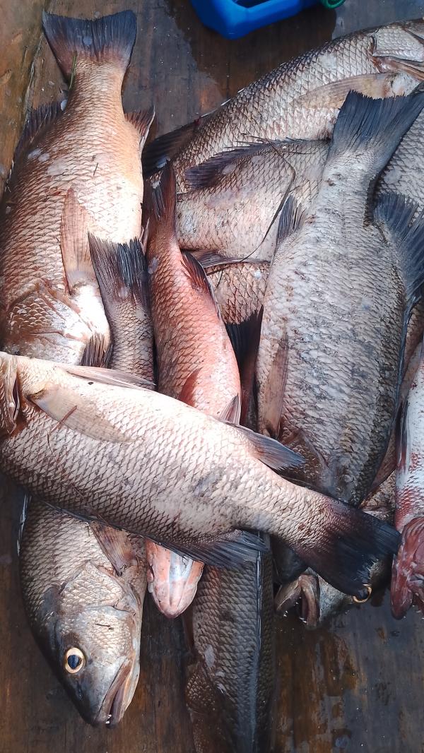  Les Carpe - poissons  &agrave; toutes je cherche des clients pour les poissons comme les carpe blanc carpe noir et aussi des crevettes gambas 