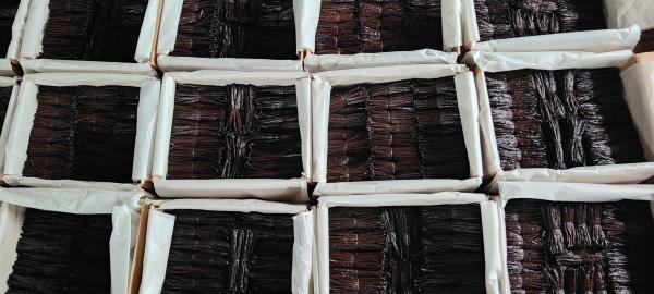  Vanille Bourbon Noire Gourmet De Madagascar - épices aromates  je suis producteur de vanille et exportateur depuis plusieurs ann&eacute;es avec num&eacute;ro rex nous proposons la vanille bourbon noire gourmet 14 20 cm non fendue &agrave; 55 euros le kg transport inclus jusqu’&agrave; l’a&eacute;roport de destination pour une commande minimale de 100 