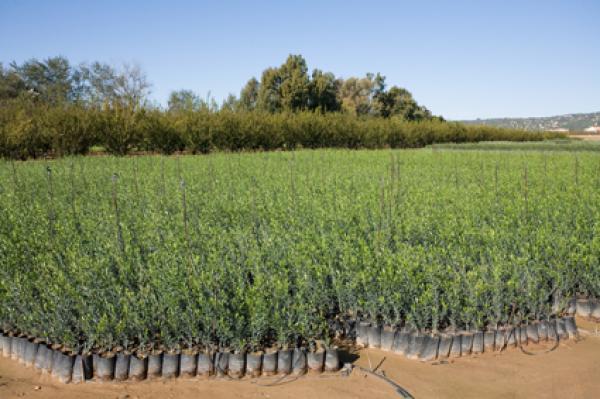  Plantes D´olivier - semence graine plant p&eacute;pini&egrave;re de plantes d´olivier plus forte d´espagne production et vente de presque 40 millions de plantes d´olivier par ann&eacute;e toute type de variet&eacute;s pour la plantation en haie et haute densit&eacute; intensive ou classique variet&eacute;s espagnoles et etrangers comme