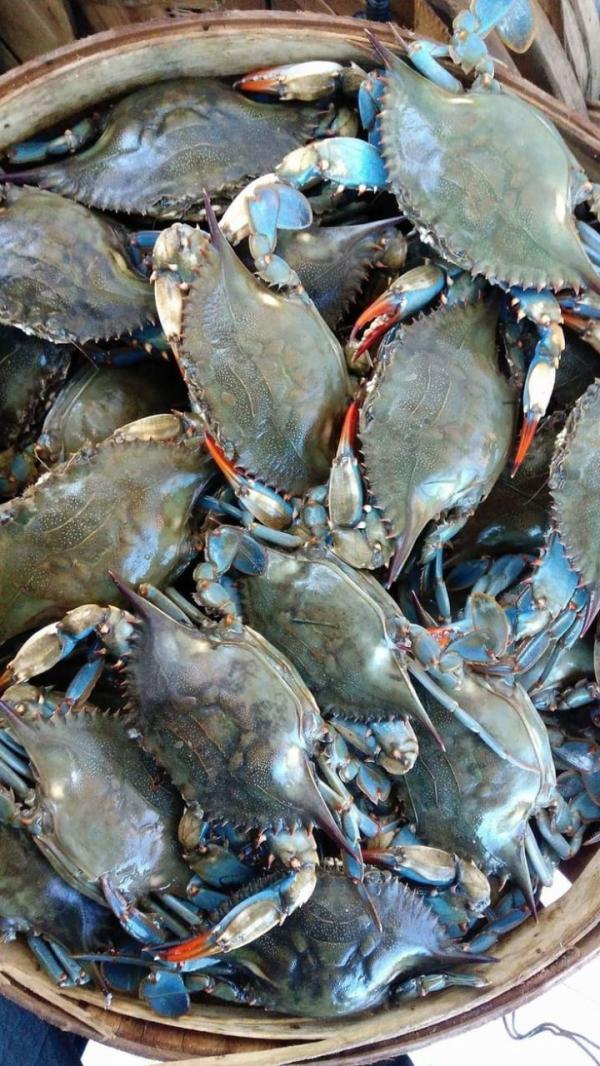  Les Crustacé Et Les Crabes - coquillage crustacé j'aimerais conna&icirc;tre le prix actuel si favorable j'allais faire une commande et revendre au burkina faso pour me faire des revenus &agrave; travers cette activit&eacute; et encore si cela est rentable j'allais m'engager dans le domaine de la construction et ainsi que la poissonnerie 