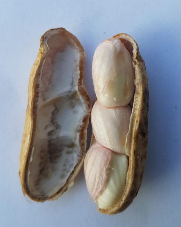  Vends Arachides Fraiches Du Togo - fruits et légumes cherche des partenaires pour distribution d'arachides fraiches et ses d&eacute;riv&eacute;s. vends arachides fraiches vends arachides grillees vends pate d'arachides vends arachides et derives d'arachides