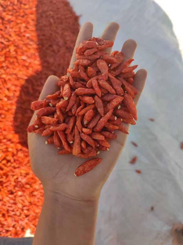  Bec D'oiseau - épices aromates je recherche des partenaires s&eacute;rieux dans le domaine agroalimentaire pour la production la collecte la transformation et l'exportation de piment bec d'oiseau de madagascar. le produit est appr&eacute;ci&eacute; pour sa qualit&eacute; son go&ucirc;t intense et son potentiel sur les march&ea
