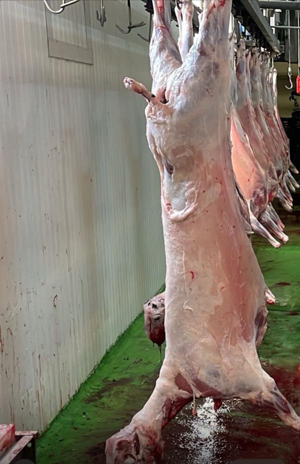  Viande D’agneau Halal - viandes et oeufs viande d’agneau halal en carcasse ou d&eacute;coupes. carcasses de 10 18kg. videos live de l’abattage rituel disponibles. 