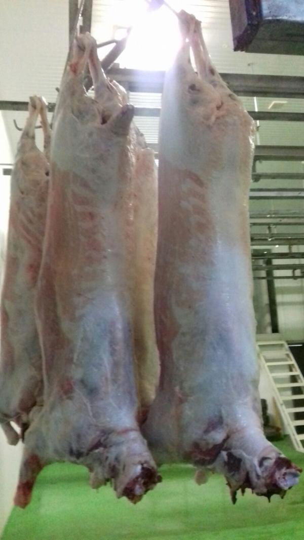  Viande Agneaux Et Chevreaux - viandes et oeufs nous commercialisons des carcasses d agneaux de chevres et de chevreaux. ferme d engraissement propre. prix comp&eacute;titifs ! 
