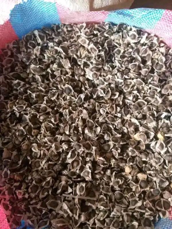  Graine De Moringa Variété Pkm1 - semence graine plant nous disposons de 2000 kg de graines de moringa vari&eacute;t&eacute; pkm1 issu de la nouvelle r&eacute;colte avec un prix de 3000 fcfa/ kg. commande minimale 10 kg nous exp&eacute;dition partout. 