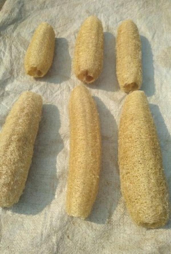  Éponge Luffa - hygiene entretien nous disposons de grande quantit&eacute; d'&eacute;ponge naturelle de luffa id&eacute;al pour le gommage et autres soins de visage nos &eacute;ponge ont une longueur 1m et l'unit&eacute; est &agrave; 500 fcfa.