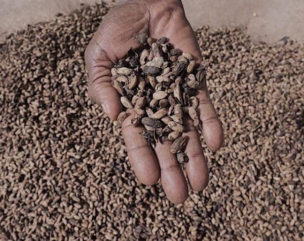 Graines De Neem - semence graine plant nous disposons 3000 kg de graines de neem. conditionn&eacute; en sac de 50 et 100 kg le prix est de 400 fcfa/ kg disponible au mali et pouvons exporter dans la sous r&eacute;gion ou &agrave; l'international.