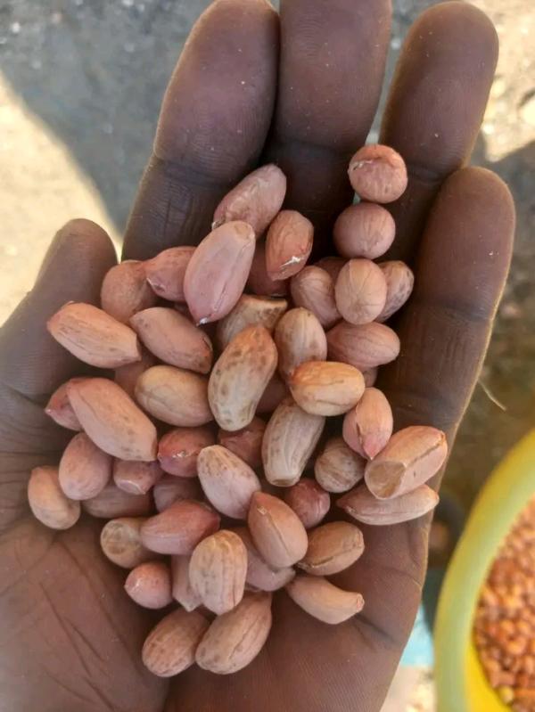  Premium Peanuts - seed plant seed premium peanuts for sale! high quality clean and fresh peanuts available for wholesale and retail. premium quality bulk & retail orders contact us today to place your order!