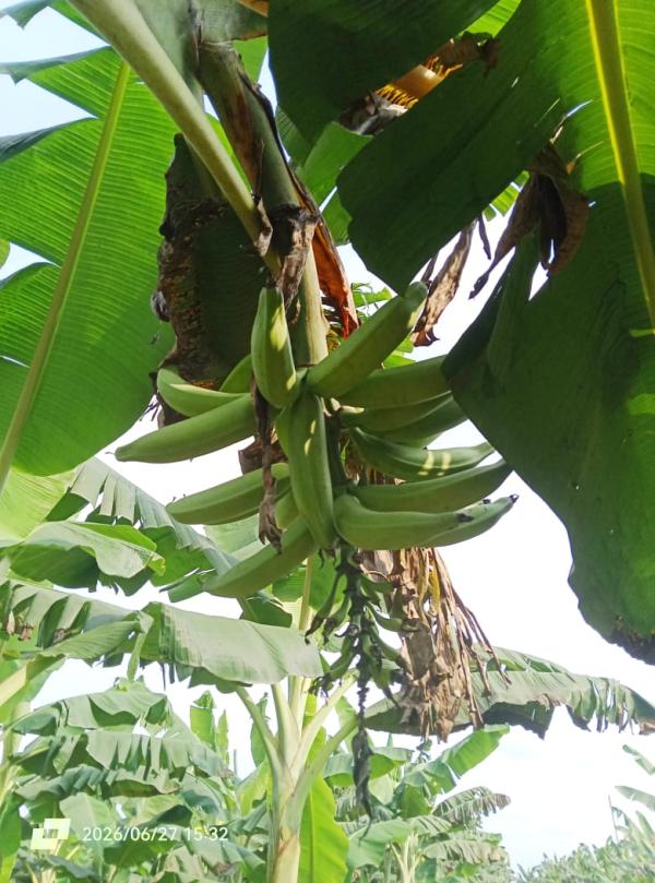  Bananes Plantains - fruits et légumes annonce de vente bananes plantain de qualit&eacute; sup&eacute;rieure – dimako cameroun offre exclusive pour grossistes transformateurs et exportateurs exploitation agricole de 50 hectares situ&eacute;e &agrave; dimako (r&eacute;gion de l’est cameroun) propose un approvisionnement continu