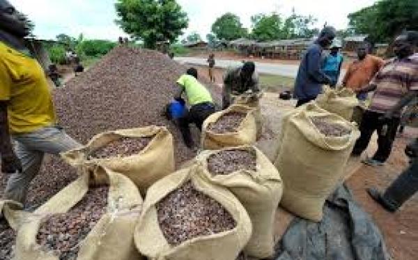  Cacao - café cacao thé  forts de 25 ann&eacute;es d'expertise dans le secteur agricole au cameroun nous avons l'honneur de vous pr&eacute;senter un partenaire de premier plan dans la collecte et l'approvisionnement de cacao. nous disposons d'une capacit&eacute; de collecte annuelle de 17 000 tonnes et plus r&ea