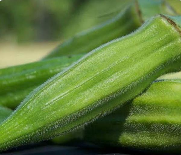  Gombo Varietes Clemson - fruits et légumes societe agricole basee au senegal sur la production de fruits et export. je cherche clients pour la reco;te du gombo aout 2026 vente bord champ em gros et export disponibilite plusieurs tonnes chaque 2 jours recolte aout 2026