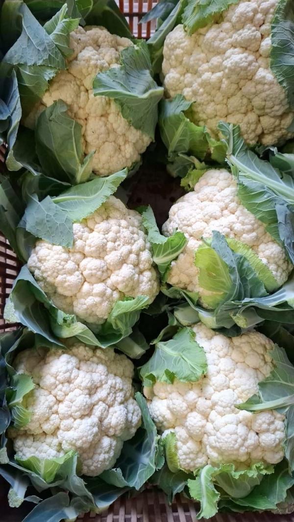  Fruits Et Légumes - fruits et légumes  nous sommes fournisseur de produits agricoles en provenance de madagascar tels que fruits (coco jaque past&egrave;ques melon corossol ananas fraises avocats mangues) l&eacute;gumes (pommes de terre carottes haricots vert concombre potirons courgettes poivrons tomates
