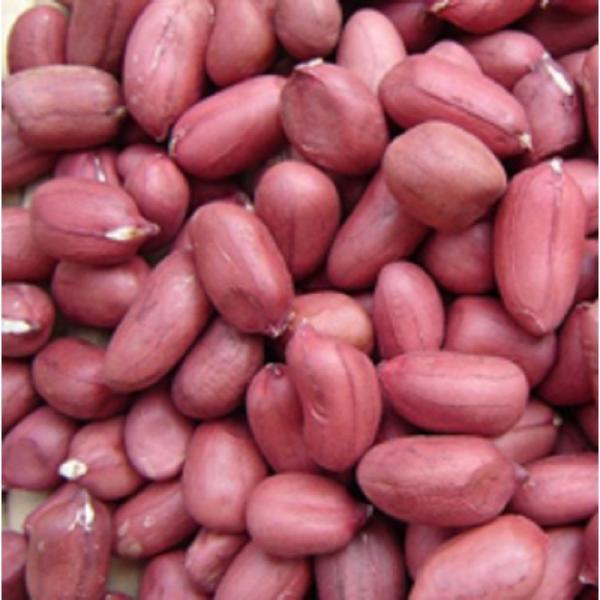  Graines D’rachides Sésame Gomme Arabique. - autres  je suis &agrave; la recherche de clients acheteurs pour ma gamme de produits agricoles premium comprenant des graines alimentaires du s&eacute;same brut de haute puret&eacute; des arachides rouges non trait&eacute;es et de la gomme arabique de grade hashab. mon s&eacute;same pr&eacute;sente un