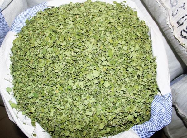  Feuilles Séchées Et Poudre De Moringa Oleifer - autres nous proposons &agrave; la vente de la poudre de moringa oleifera et des feuilles s&eacute;ch&eacute;es de qualit&eacute; sup&eacute;rieure issues de nos plantations situ&eacute;es au mali. notre processus de transformation respecte des normes de qualit&eacute; strictes culture 100 % naturelle