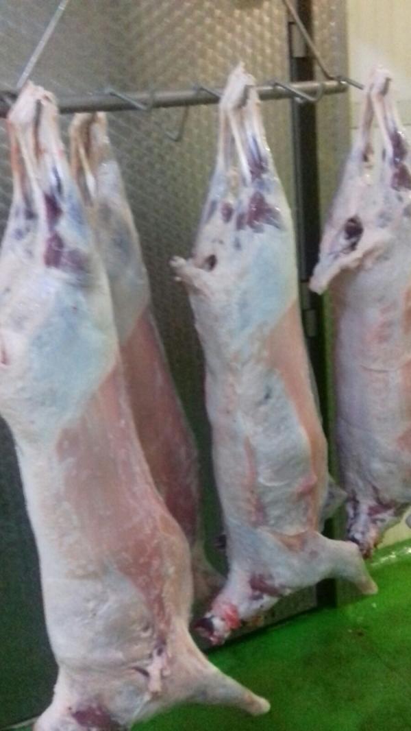  Agneau - viandes et oeufs agneau en carcasse ou d&eacute;coupes. halal et conditions pour le kascher disponibles. prix comp&eacute;titifs ! pour vous donner une id&eacute;e nous sommes &agrave; environs 2 /kg moins cher qu &agrave; rungis..