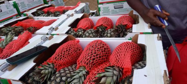  Ananas Pain De Sucre Vert - fruits et légumes * ananas pain de sucre vert psv fob cotonou* le go&ucirc;t du b&eacute;nin &agrave; l export ! vari&eacute;t&eacute; premium pain de sucre r&eacute;colt&eacute; vert pour une qualit&eacute; irr&eacute;prochable &agrave; l arriv&eacute;e. calibre export contr&ocirc;les abssa/ddaep inclus