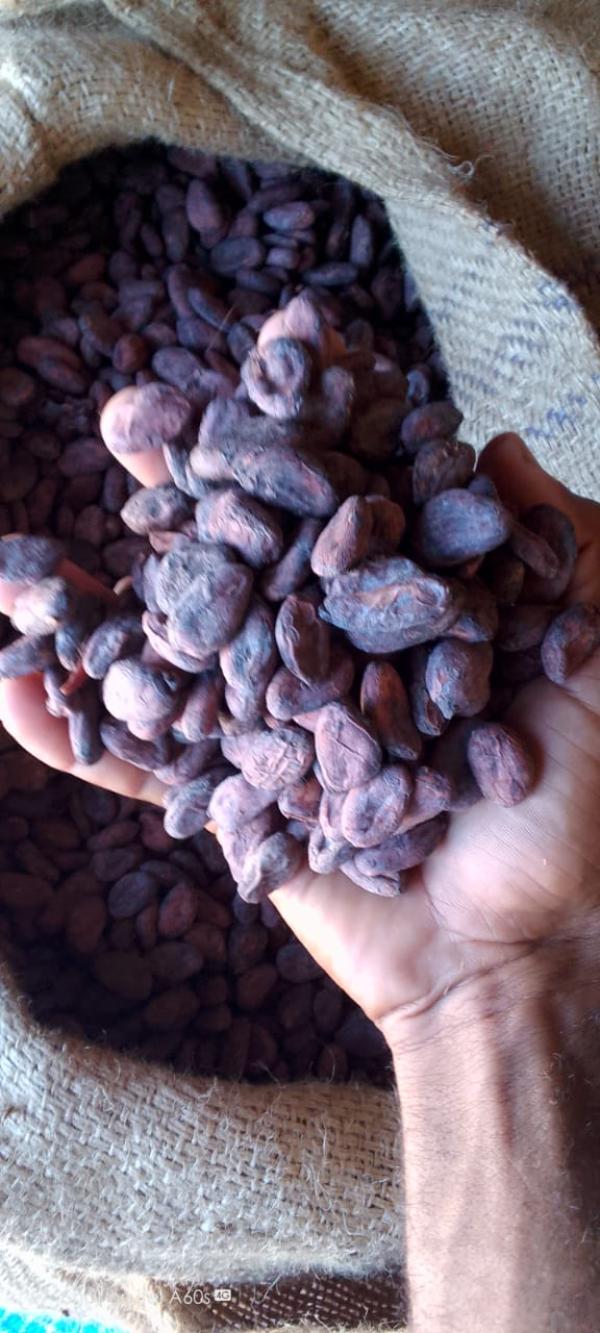  Cacao Supérieur Et Standard - café cacao thé  nous sommes &agrave; la recherche d'un potentiel client pour nos cacao standard et sup&eacute;rieur du sambirano de madagascar. nous pouvons vous fournir 500tonnes pendant la saison. nos prix sont les suivants cacao standard 4400euro/tonne livr&eacute; au port de votre choix ( prix