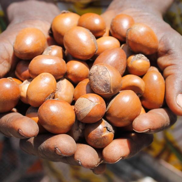 Noix De Karite - fruits secs et graines grillées je recherche des clients pour des noix de karit&eacute; campagne 2026. les int&eacute;ress&eacute;s s&eacute;rieux peuvent me contacter pour des &eacute;changes afin d'&eacute;tablir un contrat.