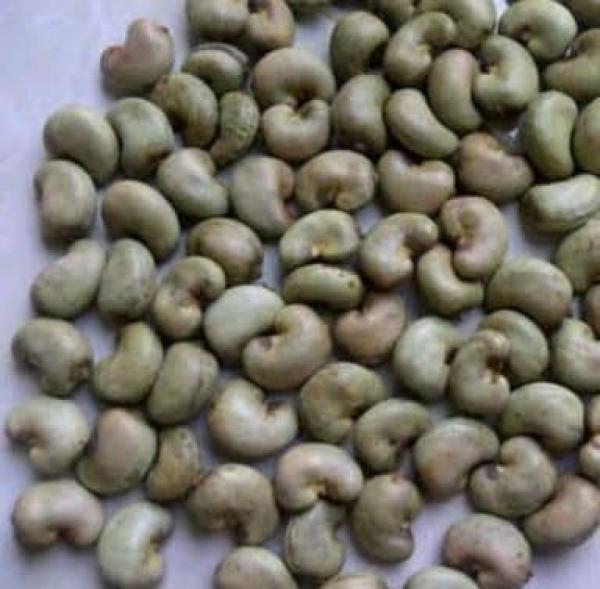  Noix De Cajou Brut En Fob C1270ôte D'ivoire - fruits secs et graines grillées offer ivory coast raw cashew nuts rcn fob abidjan seller batamine company c&ocirc;te d ivoire available stock   2 000 mt rcn outturn 41/42 lbs   1 000 mt rcn outturn 43 lbs   300 mt rcn outturn 47 lbs terms fob abidjan port | packing 80kg bags docs sgs phytosanitary co ccc target direct