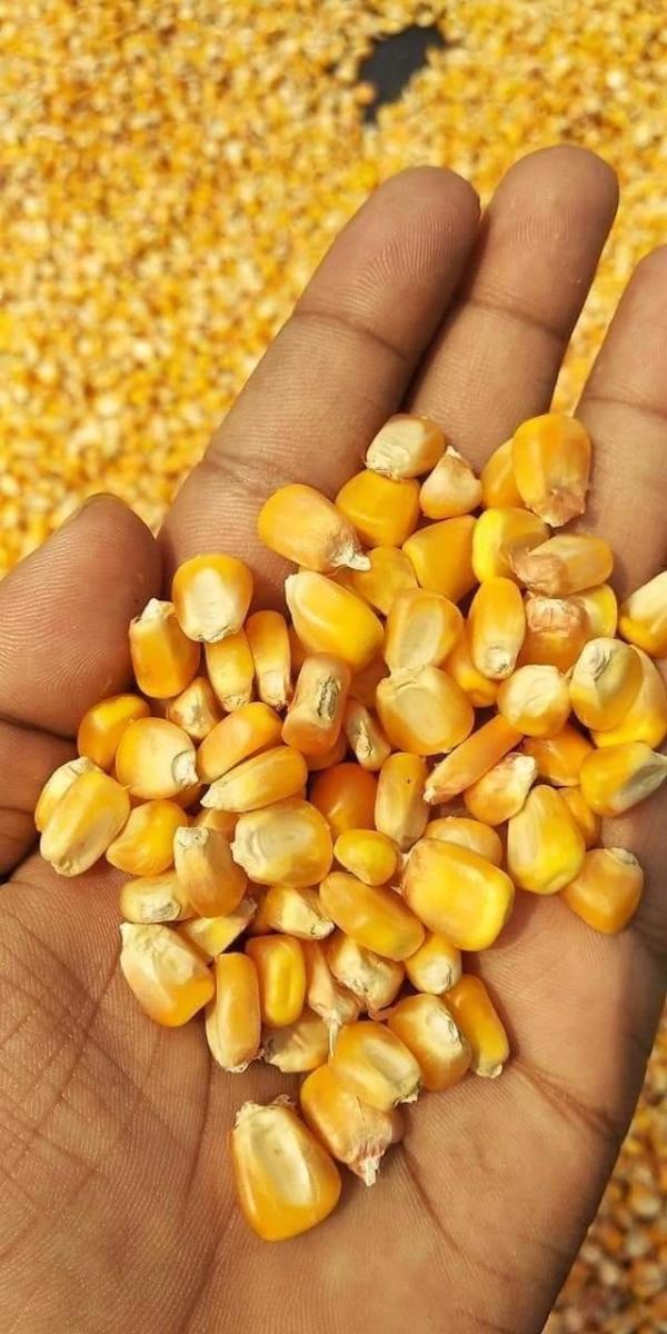  Maïs Jaune Sec Premium Origine Côte D'ivoir - céréales qualit&eacute; disponibilit&eacute; et prix comp&eacute;titifs vous recherchez un fournisseur fiable de maïs jaune sec pour l'alimentation humaine animale ou la transformation industrielle ? nous vous proposons un maïs jaune de haute qualit&eacute; soigneusement s&eacute;lectionn&eacute; et s&e