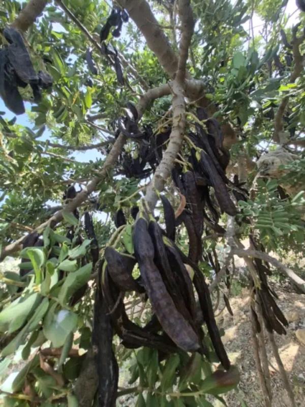  Carob Powder - aromatic spices we are looking for suppliers of carob powder with a quantity of 1 ton. morocco is known for the high quality and wide availability of carob. there are also many factories in morocco that process carob into powder. required specifications food grade packaging 25kg bags country of origin mor