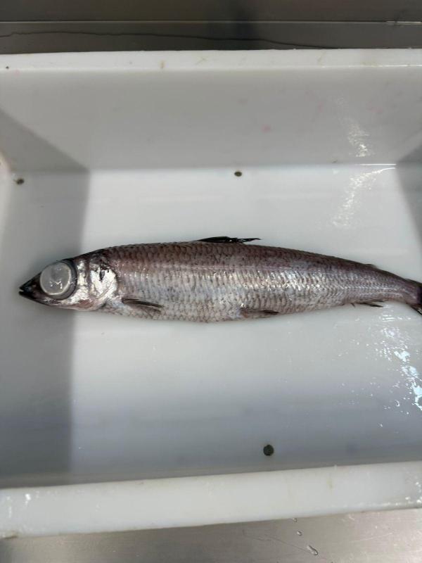  Silver Smelt Qualité Premium Ojuyobo - poissons chers partenaires nous sommes en mesure de vous proposer cette argentine (silver smelt) unique de qualit&eacute; sup&eacute;rieure. produit argentine / grande argentine (*argentina silus*) transformation entier (wr) congel&eacute; &agrave; terre conditionnement blocs de 2 x 14 kg en carton 