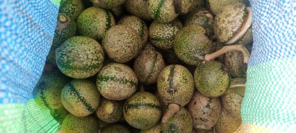  Graines De Voacanga Africana - céréales le voacanga africana aussi appel&eacute; voacangier d'afrique est un arbre tropical dont les graines contiennent un principe actif puissant reconnu depuis des si&egrave;cles dans la m&eacute;decine traditionnelle. * puissant antipaludique naturel * anti inflammatoire et analg&eacute;sique 