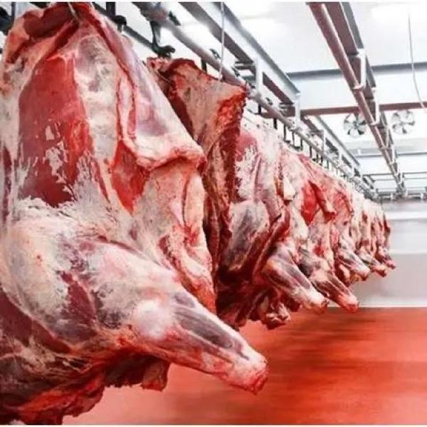  Carcasses De Viande De Chèvre Ou D'agneau Hal - viandes et oeufs certification halal garantit que la viande est pr&eacute;par&eacute;e et transform&eacute;e conform&eacute;ment aux lois alimentaires islamiques en respectant des normes religieuses et de qualit&eacute; sp&eacute;cifiques. proc&eacute;d&eacute; de cong&eacute;lation iqf la surg&eacute;lation