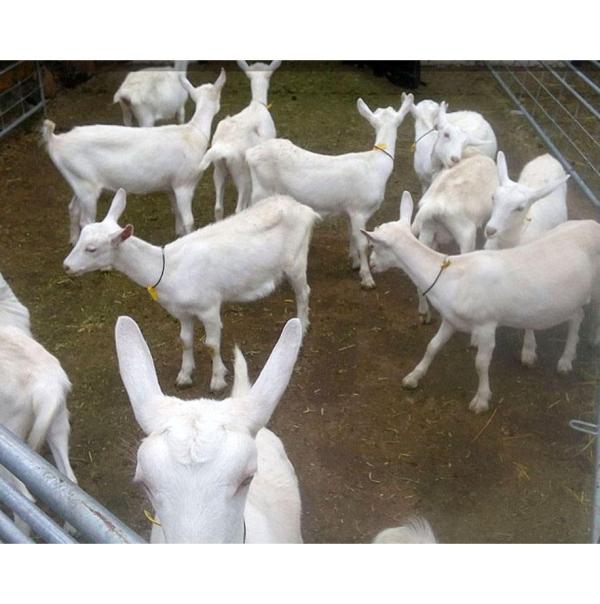  Vente En Gros De Chèvres Saanen De Race Pure - animaux vivants nous fournissons en gros des ch&egrave;vres laiti&egrave;res vivantes de qualit&eacute; sup&eacute;rieure issues directement de notre &eacute;levage agr&eacute;&eacute;. nos ch&egrave;vres appartiennent &agrave; des races d'&eacute;lite notamment la saanen (rendement laitier maximal 3 &agrave; 4