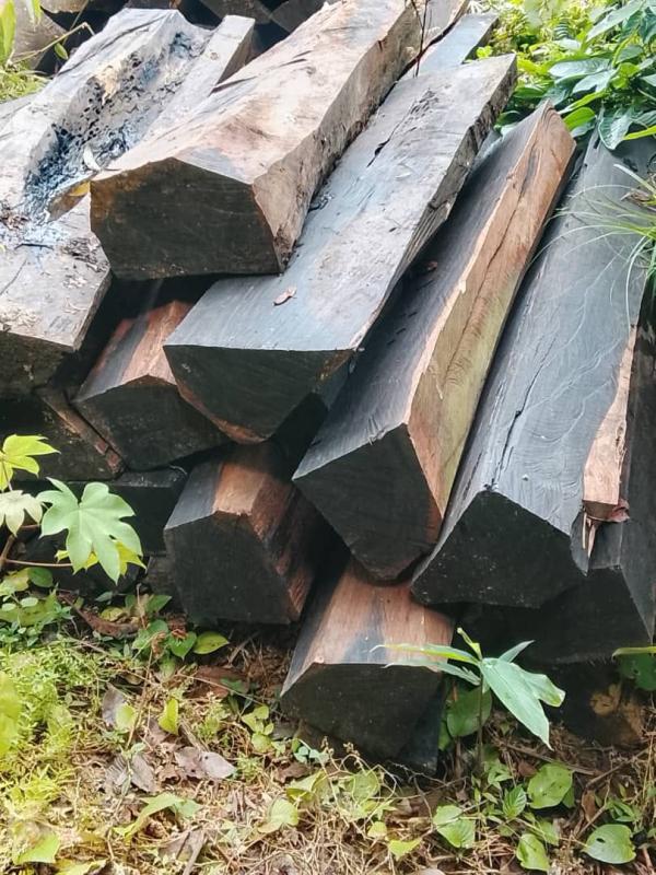  Bois D'ébène - bois charbon fibre bonsoir j'esp&egrave;re que vous allez tous bien. je me permets de vous solliciter. nous disposon d'environ 15 tonnes de bois d'&eacute;b&egrave;ne en foret au cameroun pr&eacute;cis&eacute;ment &agrave; eseka et nous sommes &agrave; la recherche d'un partenaire ou d'un acheteur s&eacute;rieux da