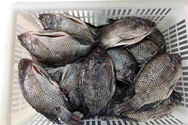  Nous Disposons De Tous Types De Poissons - poissons  nous sommes une soci&eacute;t&eacute; poissonni&egrave;re et nous avons &agrave; notre disposition tous types de poissons de tr&egrave;s bonne qualit&eacute; contactez nous urgemment par mail pour votre commande.
