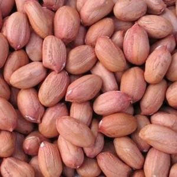  Produits Agricoles Agroalimentaire - céréales propose des arachides d&eacute;cortiqu&eacute;es de haute qualit&eacute; destin&eacute;es &agrave; l exportation internationale. nos produits sont soigneusement tri&eacute;s nettoy&eacute;s et conditionn&eacute;s selon les exigences des acheteurs. origine tchad. nous recherchons des importateurs 