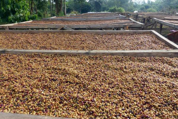  Café Robusta De Macenta (guinée) - café cacao thé offre commerciale internationale objet fourniture de grains de caf&eacute; robusta de haute qualit&eacute;   origine ziama macenta (guin&eacute;e foresti&egrave;re) madame monsieur nous avons le plaisir de vous soumettre notre offre pour la fourniture de grains de caf&eacute; robusta de haute qua