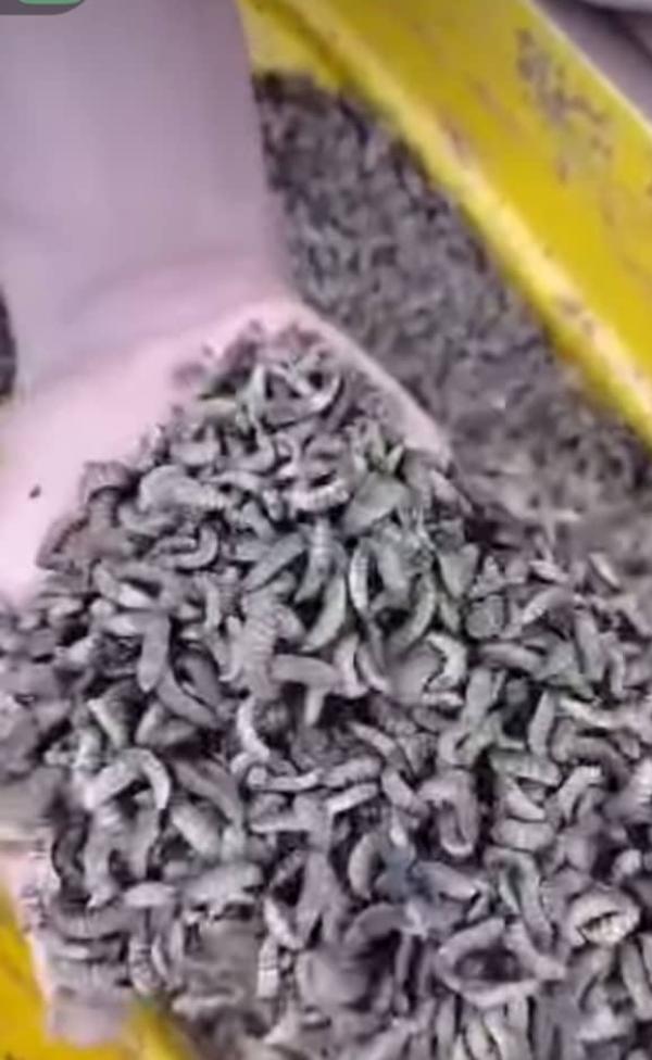  Lave De Mouche Soldats Noir - horticulture plante biocarburant nous disposons d'une quantit&eacute; de 500 kg de lave de mouches soldats issue de notre propre &eacute;levage nous vendons le kilo &agrave; 500 fcfa. commande minimale 50 kg. 