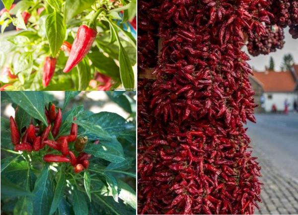  Recherche Fournisseur Paprika Madagascar - épices aromates recherche producteurs ou fournisseurs de paprika entier s&eacute;ch&eacute; pour transformation. crit&egrave;res culture locale uniquement tx d'humidit&eacute; produit propre et bien s&eacute;ch&eacute; pr&eacute;ciser volume disponible conditionnement et prix au kg sur tana.