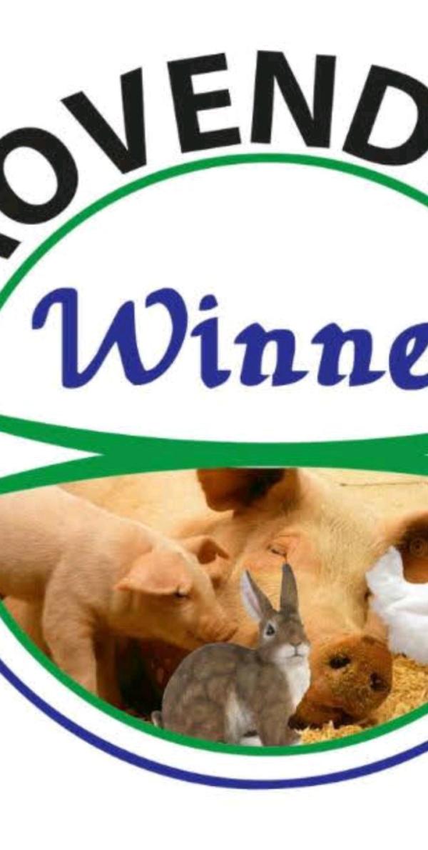  Lapin, Pintades, Canard - animaux vivants  mr/mme &agrave; la recherche des clients potentiels qui peuvent venir acheter les animaux qui sont mises en vente. nous avons besoins des clients fiables et honnete.