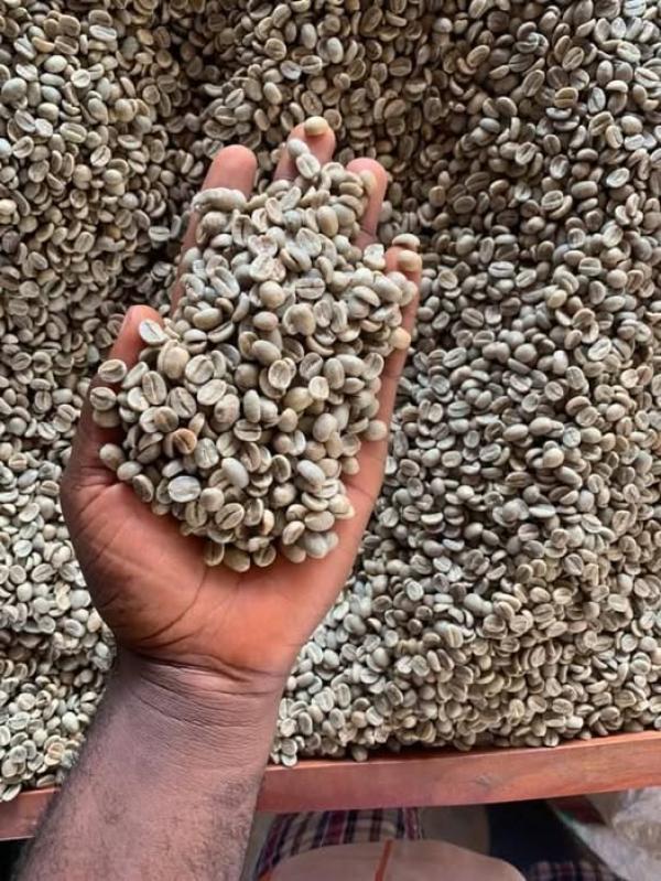  Coffee Exporter - coffee cocoa tea coffee exporter and we have grade aa ab for arabica coffee and robusta coffee lots from cameroon. we currently have over 1800 tons of washed cameroon coffees available with strong cup profiles for specialty roasting programs. details process fully washed altitude between 1 500 and 2100 meters origi