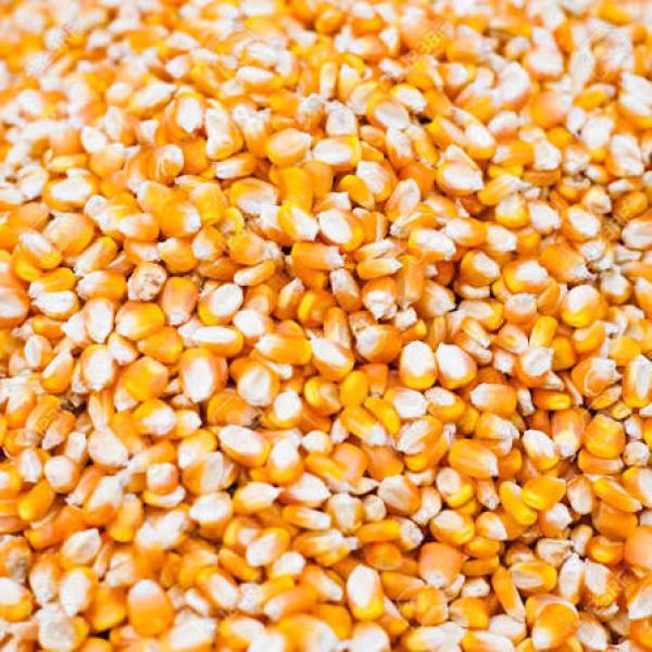  Maïs - céréales  vend maïs blanc en gros 7000 tonnes lieu de stockage korhogo c&ocirc;te d ivoire produit maïs blanc sec propre tri&eacute; sp&eacute;cifications humidit&eacute;   14% sans insectes sans moisissure   quantit&eacute; disponible 7000 tonnes prix fcfa / tonne d&eacute;part magasin korhogo