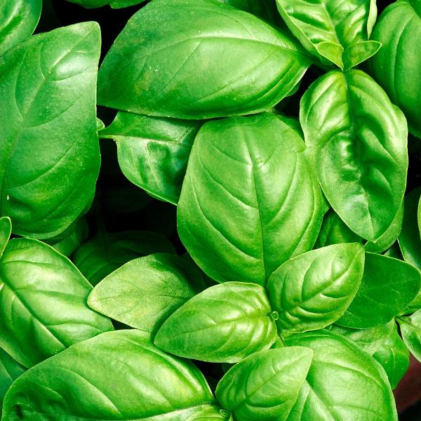  Basilic Grand Vert Frais - épices aromates je souhaite &eacute;tablir des partenariats commerciaux avec des entreprises recherchant un fournisseur fiable de basilic grand vert (genovese) frais cultiv&eacute; en hydroponie destin&eacute; aux secteurs de la grande distribution de la restauration de l'industrie agroalimentaire et de l'expor