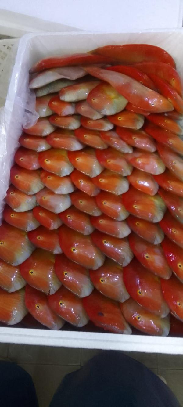 Poisson - poissons poisson frais congele partout si vous etes int&eacute;ress&eacute; contactez moi poisson top qualit&eacute; c'est ici fish makhtar