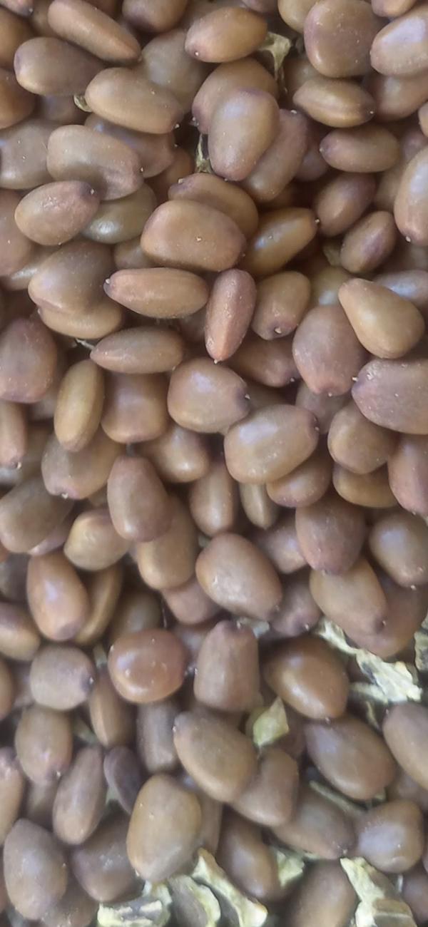  Graine De Caroube - semence graine plant nous proposons &agrave; la vente des graines de caroube (ceratonia siliqua) de haute qualit&eacute; r&eacute;colt&eacute;es au maroc. graines naturelles propres et bien s&eacute;ch&eacute;es disponibles en grandes quantit&eacute;s
