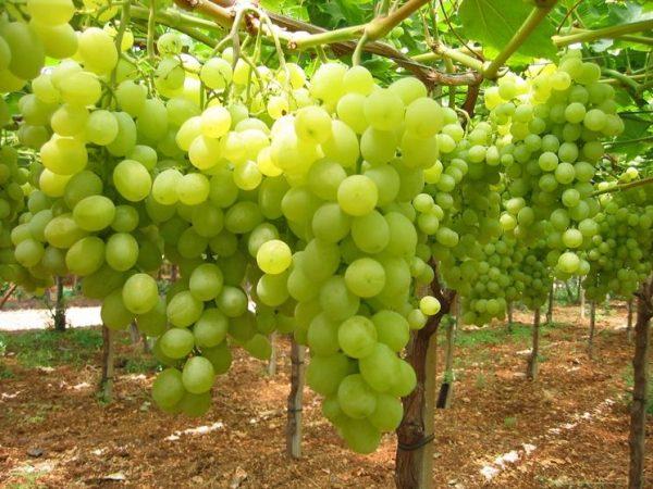  Vente Directe Maroc 260 Tonnes De Raisin De - fruits et légumes  nous proposons &agrave; la vente un volume de 260 tonnes de raisin de table frais en provenance directe de la r&eacute;gion de marrakech m&eacute;nara (maroc). d&eacute;tails de l'offre vari&eacute;t&eacute;s disponibles victoria & michel pallini volume total disponible 