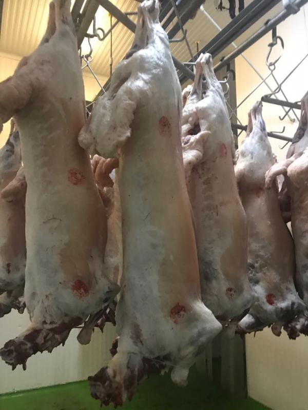  Agneau Queue Grasse Halal - viandes et oeufs agneaux karakoules halal. abattage manuel 100% halal sans &eacute;lectrocution pr&eacute;alable. origine eu. nous pouvons livrer partout en europe. 