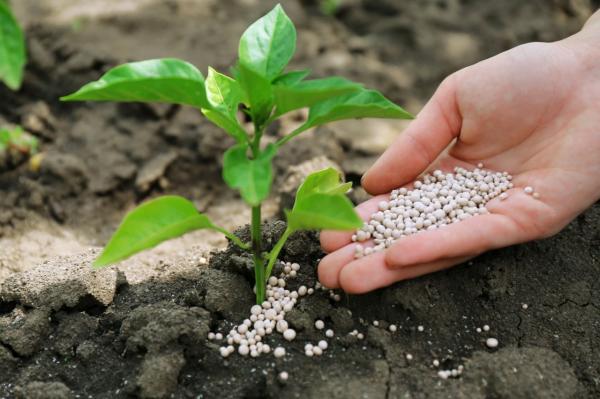  Unlock Premium Phosphate Supply From Morocco - chemical fertilizer additive unlock premium phosphate supply from morocco we are pleased to offer high quality moroccan phosphate and fertilizer products sourced from one of the world s leading producers our portfolio includes   phosphate rock (raw material for global fertilizer production)   phosphoric acid & purified phosph