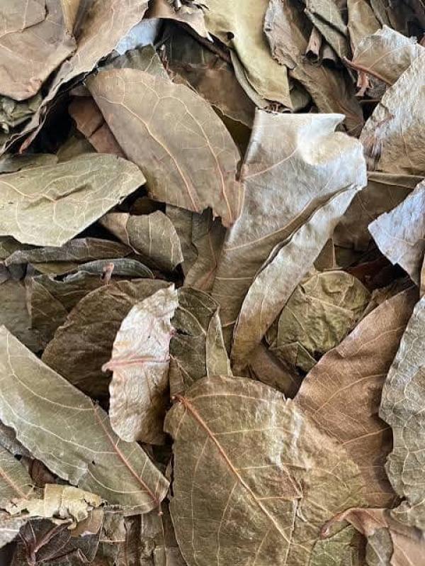  Feuilles De Kinkeliba(combretum Micranthum) - épices aromates nous disposons la qualit&eacute; id&eacute;al des feuilles de kinkeliba bien conserv&eacute; pour le march&eacute; national et international. le prix est de 1200 fcfa/ kg . commande minimale 50 kg. 