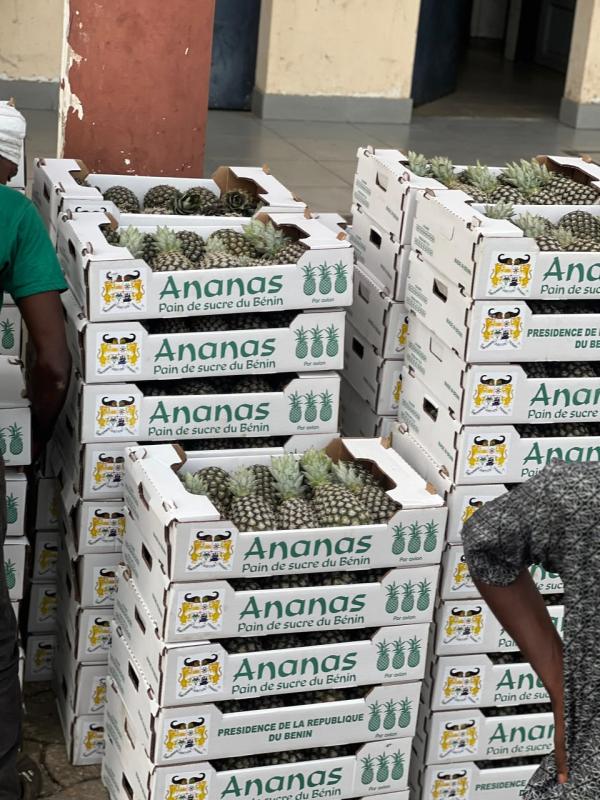  Ananas Pain De Sucre Du Bénin - fruits et légumes nous disposons d'une grande quantit&eacute; d'ananas pain de sucre depuis le b&eacute;nin et nous sommes dispos&eacute; &agrave; les fournir partout dans le monde. nous proposons un tarif tr&egrave;s raisonnable. contactez nous pour plus de d&eacute;tails. 