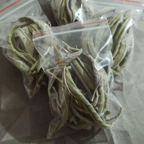  Feuilles D'ambunu Et Feuilles De Sauge - horticulture plante biocarburant nous disposons des feuilles d'ambunu et des feuilles de sauge disponible en gros et d&eacute;tails. vous revendeurs ou exportateurs de ces feuilles &agrave; multiples vertus. veuillez prendre contact. 