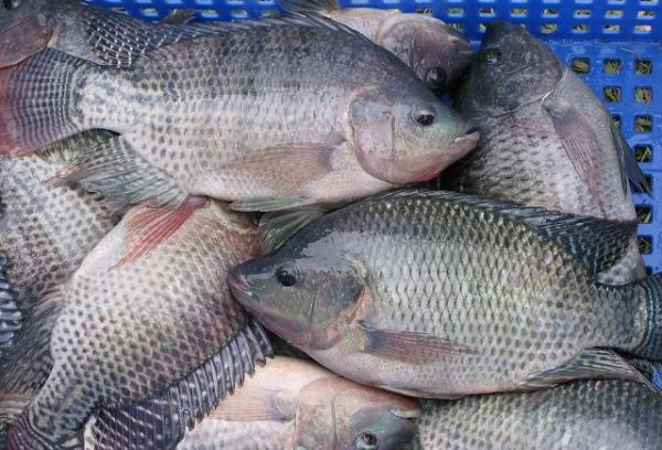  Vente De Poissons Surgelés - poissons  a tous nous vous proposons une large gamme de produits surgel&eacute;s notamment poissons  tilapia noir et rouge chinchards maquereau thon rouge sosso am&eacute;ricain belle dame saumon blanc m&eacute;rou sauvage six mulet b&oelig;uf  rognon 