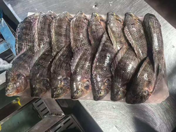  Vente Directe D'usine Tilapia Surgelé - poissons nous sommes une usine chinoise sp&eacute;cialis&eacute;e dans la transformation du tilapia ; nous produisons exclusivement du tilapia surgel&eacute; ce qui nous permet de vous proposer du tilapia surgel&eacute; de qualit&eacute; sup&eacute;rieure &agrave; des prix avantageux afin de r&eacute;pondr