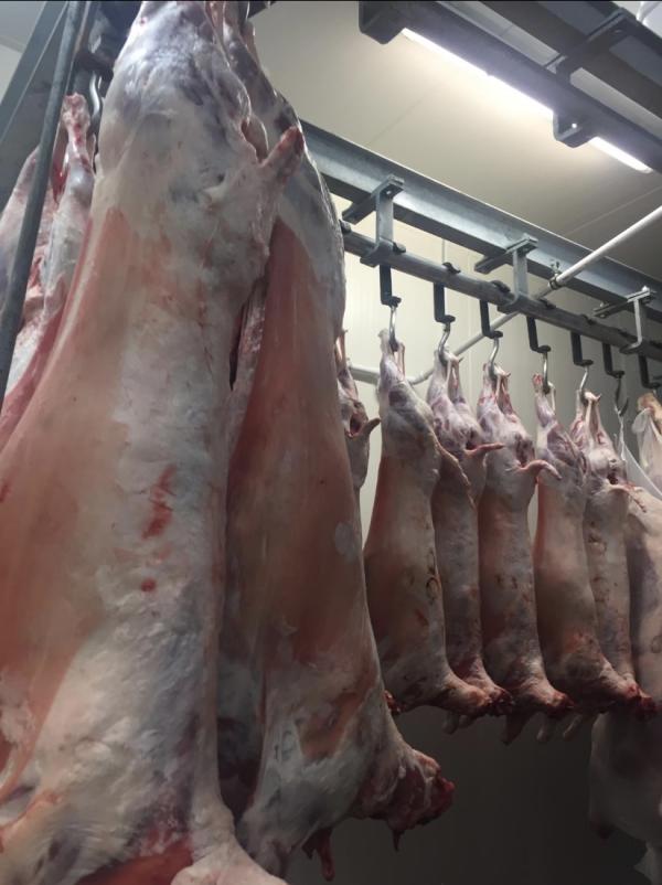  Agneaux Et Brebis Halal - viandes et oeufs nous sommes producteurs directs d agneaux et de brebis (viande bovine et caprine aussi). nous proposons actuellement des agneaux halal &agrave; des prix tr&egrave;s bon marche agneau 7 5  le kilo ; brebis 5 /kg 